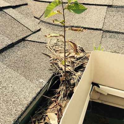 Gutter filled with leaves and debris before TruShine cleaning